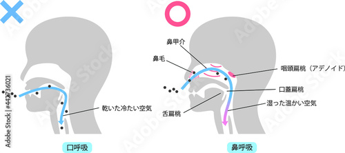 鼻呼吸と口呼吸