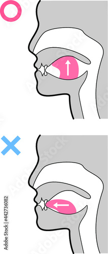 正しい舌の位置