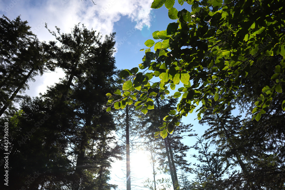 Obraz premium Black Forest National Park