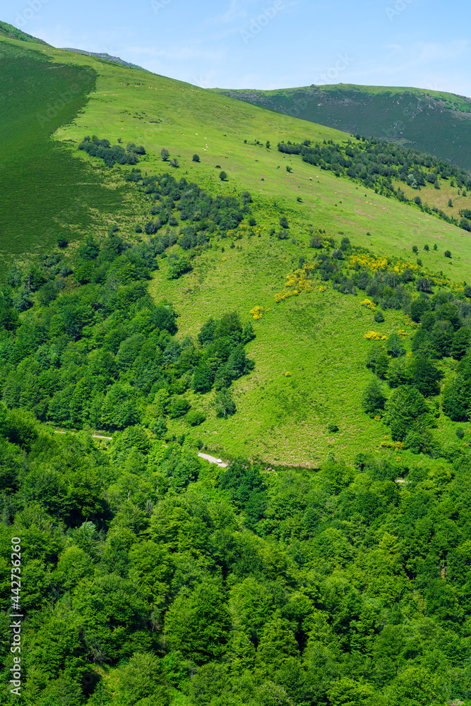 Obraz premium Green mountain landscape with cows and horses grazing on the grass. Santander.