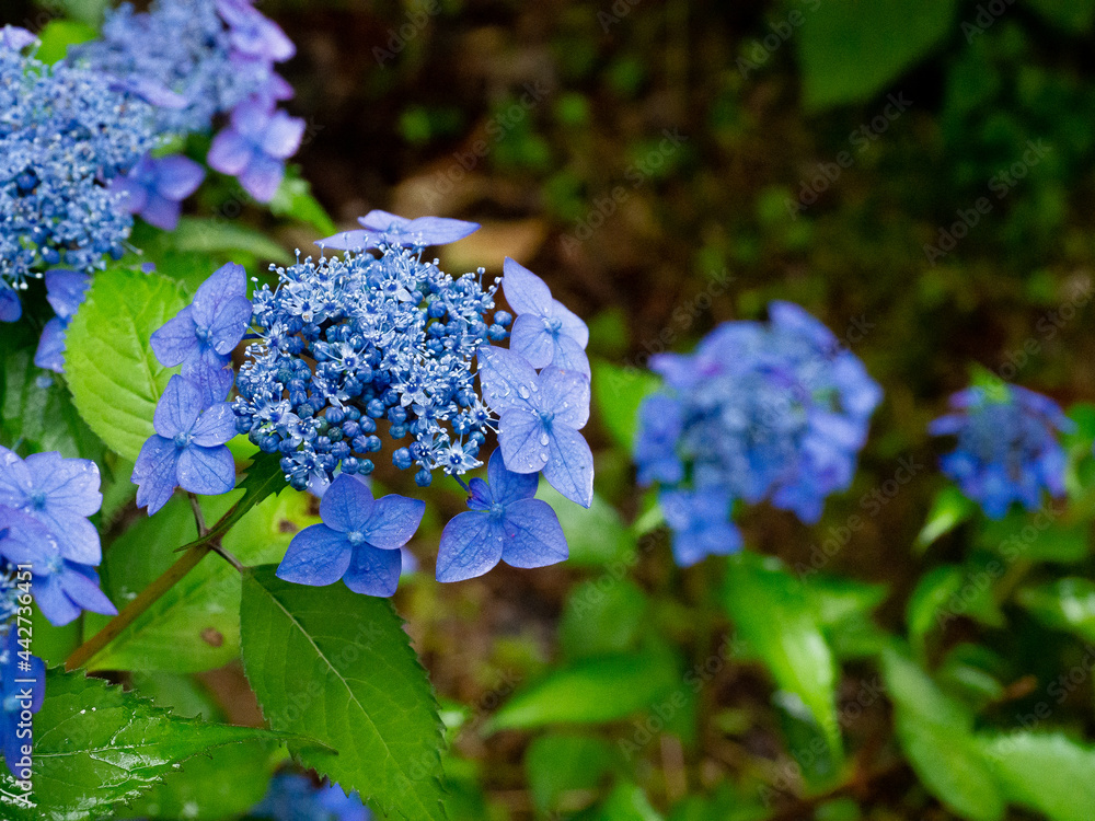 Hydrangea