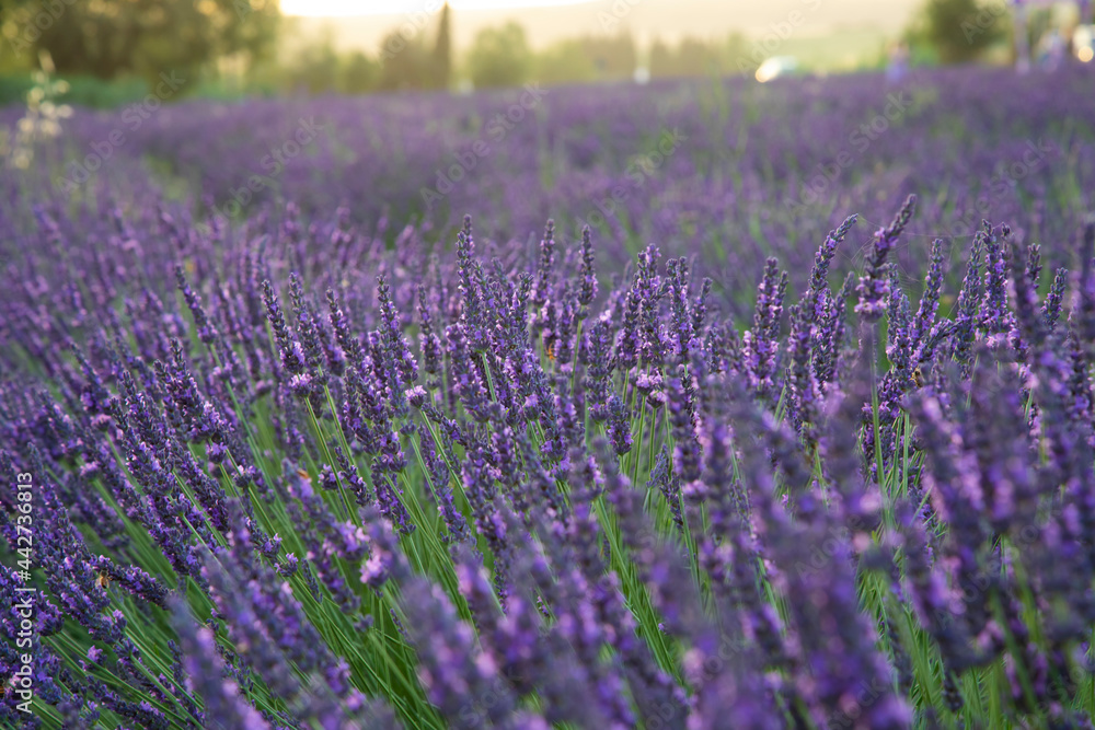 Fototapeta premium lavender field blooming field in soft evening light summer .Santa Luce, Tuscany