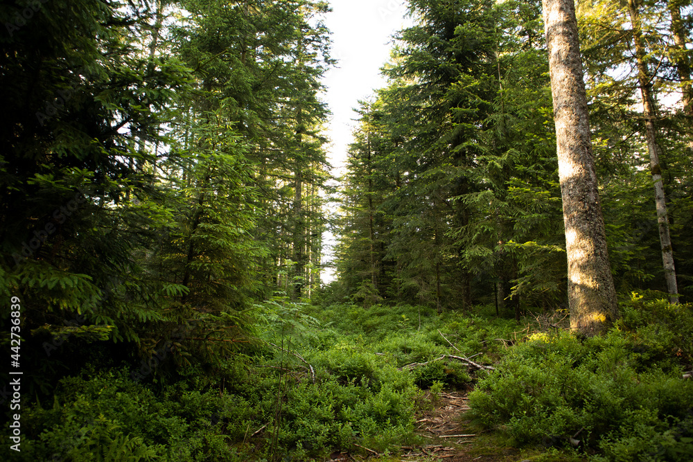 Obraz premium Black Forest National Park