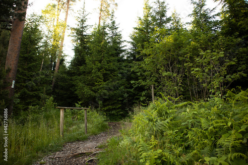 Black Forest National Park