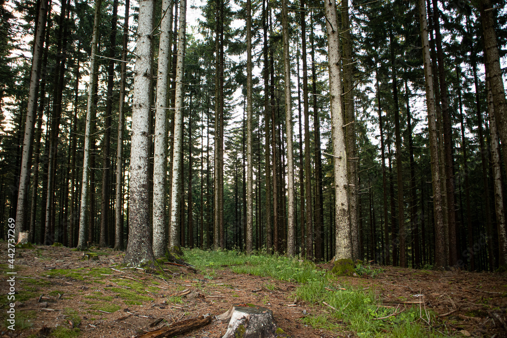 Fototapeta premium Black Forest National Park