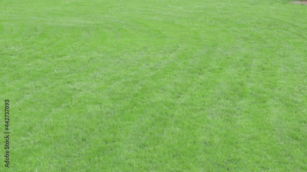 mowed green lawn texture yard .concept care of the yard gardening lawn trim green color mowed green lawn texture yard .concept care of the yard gardening lawn trim green color