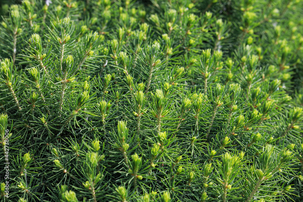 Green plant tree pines close-up photo. Green plant tree pines close-up photo.
