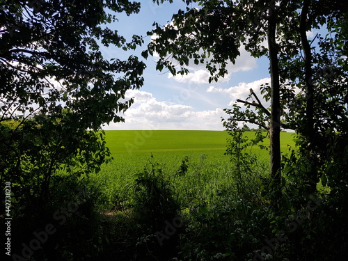 fields in Linton village in Cambridgeshire
