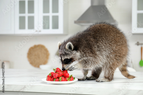 Cute raccoon eating strawberries on kitchen table