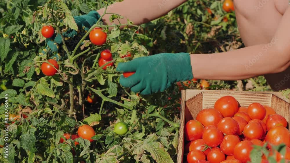 Woman farmer in green gloves picking tomatoes from the plants and sorts them in a wooden box. Organic eco vegetables harvest Woman farmer in green gloves picking tomatoes from the plants and sorts them in a wooden box. Organic eco vegetables harvest