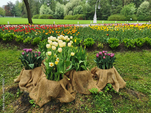 Flower beds made of burlap with lilac and yellow tulips, a large flower bed with colorful tulips in the park against the background of trees. The festival of tulips on Elagin Island in St. Petersburg.