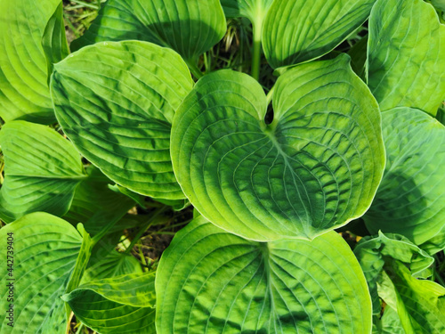 Large round green hosta leaves, top view, in the Botanical Garden of St. Petersburg.