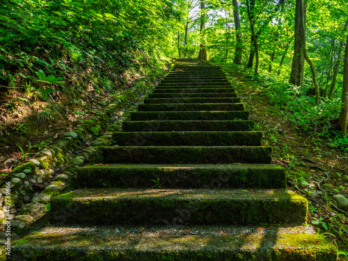 Mossy steps approaching to the top of hill in a park (Yahiko park, Yahiko, Niigata, Japan)