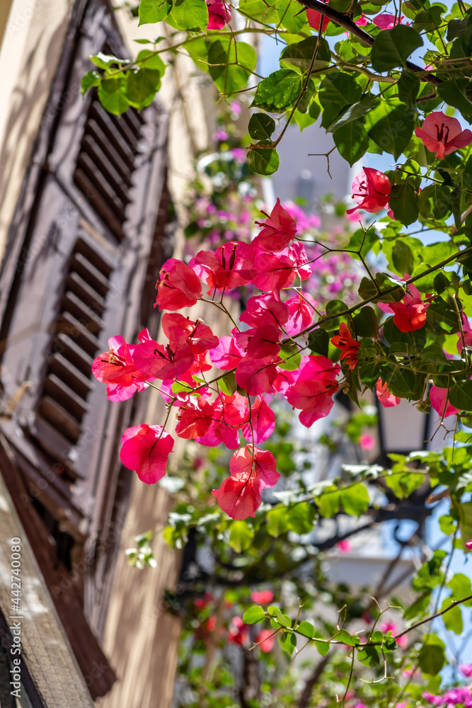 Bougainvillea fuchsia color flowers, blur building background. Nafplio Old town, Greece,