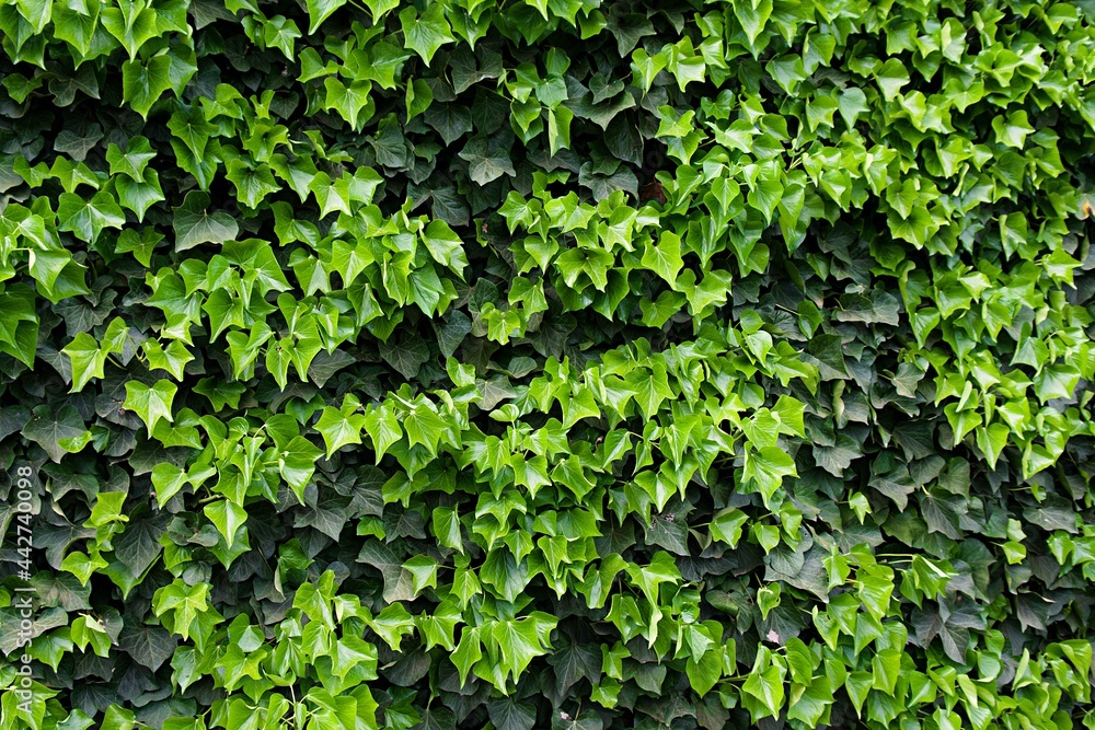 Fototapeta premium Green ivy-covered wall of a cottage... Background image.