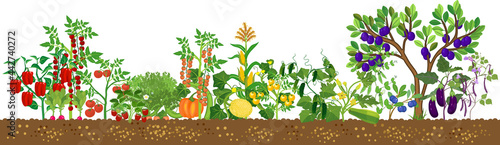 Border with different agriculture plants with ripe fruits and vegetables in all colors of rainbow isolated on white background. Harvest time