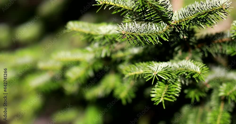 Christmas pine tree wallpaper Christmas fir tree branches Background Christmas pine tree wallpaper Christmas fir tree branches Background