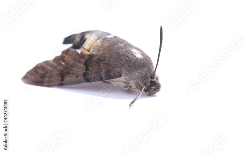 Dead moth insect on white background © Andrea Geiss