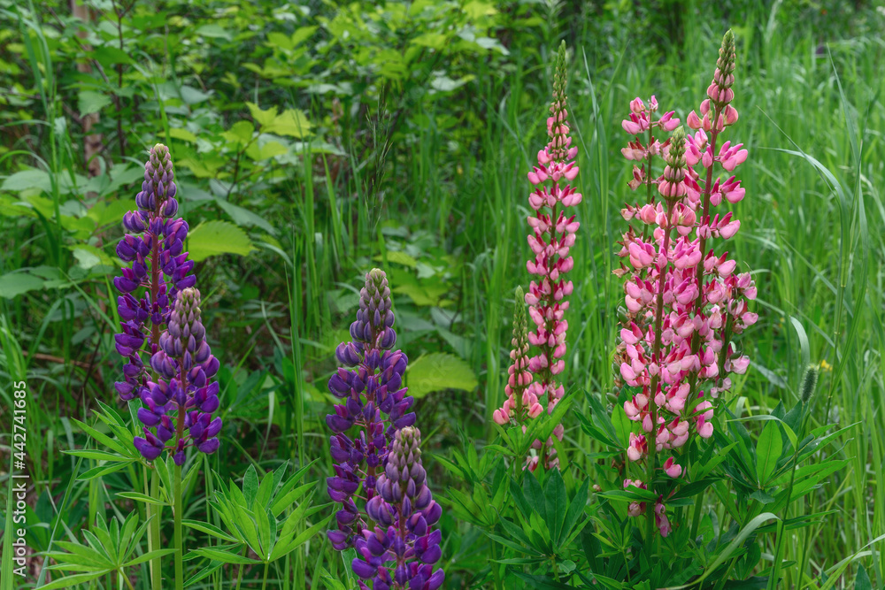 Pink and purple lupins in a clearing against the backdrop of deciduous trees on a sunny summer day. Wild lupins in nature. Tall wildflowers with bright colors. Selective focus. Natural background Pink and purple lupins in a clearing against the backdrop of deciduous trees on a sunny summer day. Wild lupins in nature. Tall wildflowers with bright colors. Selective focus. Natural background
