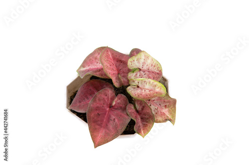 Close up Caladium pink and green leaves in a white pot isolated on white background.