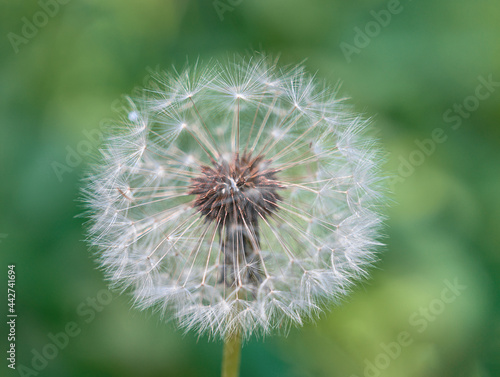 Fluffy dandelion on a natural green background on a sunny summer day. close-up. Wildflowers in summer. Blooming dandelion, large weightless hat. 