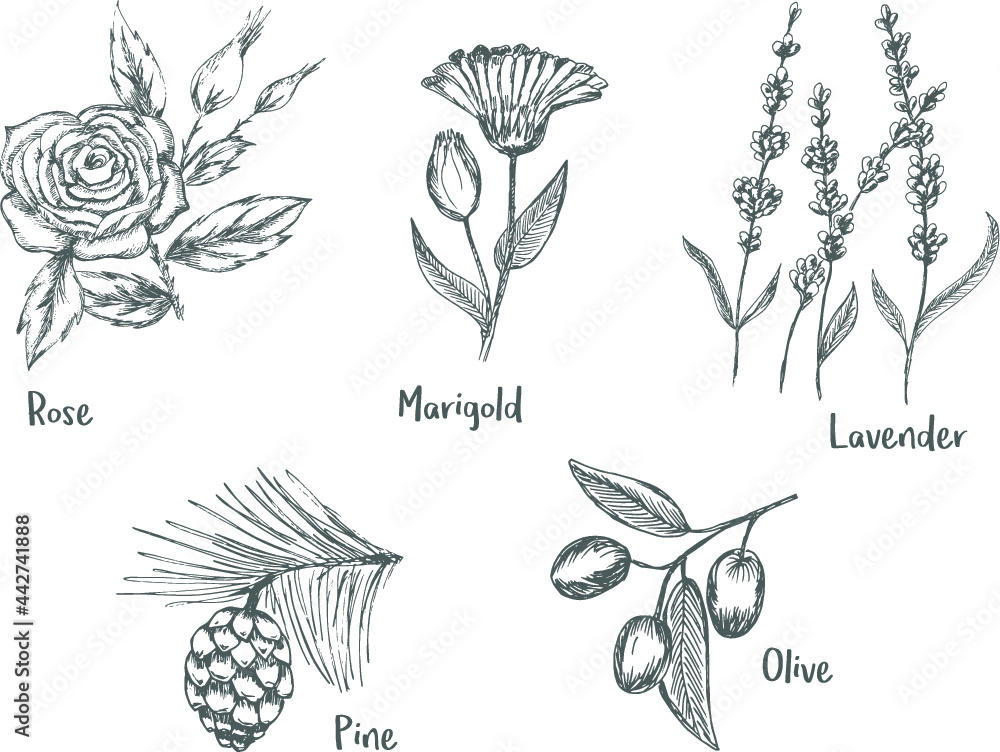Scetch illustration Plants Pine olive Lavender Rose  Marigold