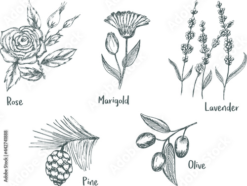 Scetch illustration Plants Pine olive Lavender Rose  Marigold