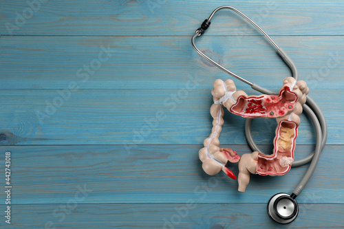 Human colon model and stethoscope on light blue wooden table, flat lay. Space for text