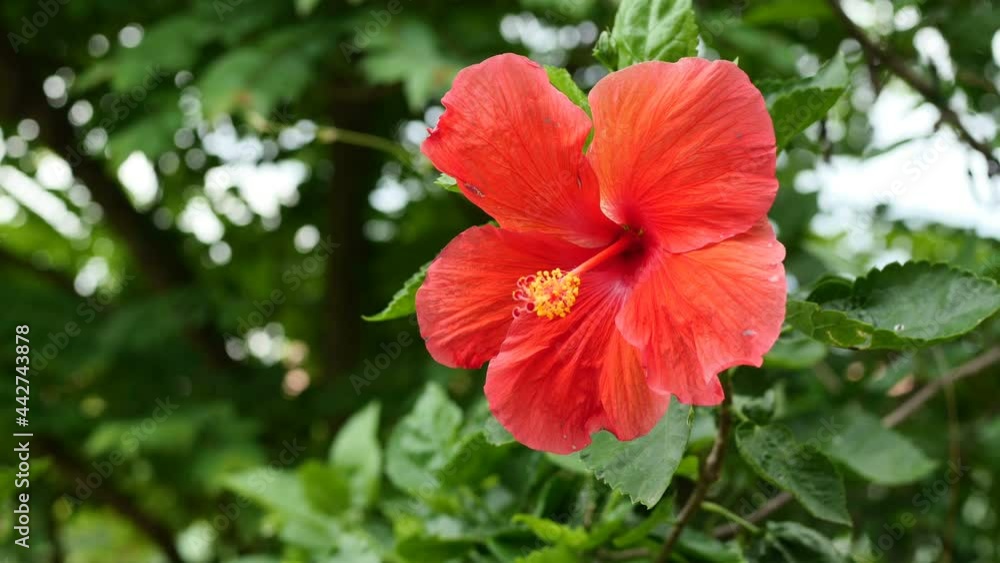 Closeup red hibiscus flower in the garden Closeup red hibiscus flower in the garden