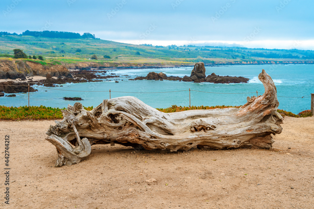 A dry fallen tree on the ocean shore A dry fallen tree on the ocean shore