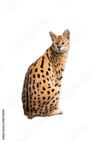 seated serval isolated on white background