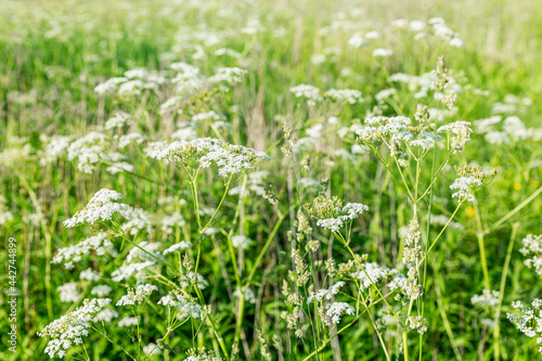 A field with white wild flowers on a clear hot sunny day. Background.