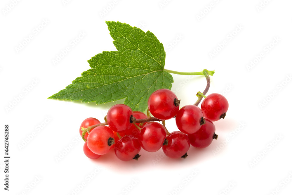 Close up of red currant isolated on white background. Close up of red currant isolated on white background.