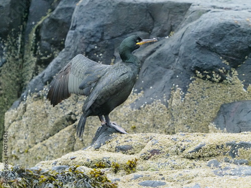 Cormorant on rocks