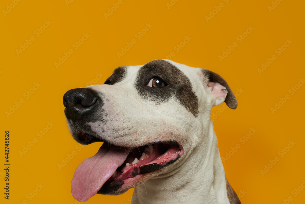 Funny American Stanford Over Yellow Background Funny American Stanford Over Yellow Background