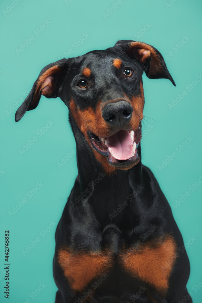 Beautiful Doberman Over Blue Background Beautiful Doberman Over Blue Background