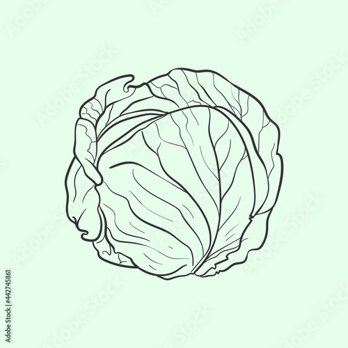 Cabbage Line vector illustration. Detailed Food icon for mobile concept, print, menu, and web apps. For for restaurant, bar, vegan, healthy and organic food, market, farmers market.