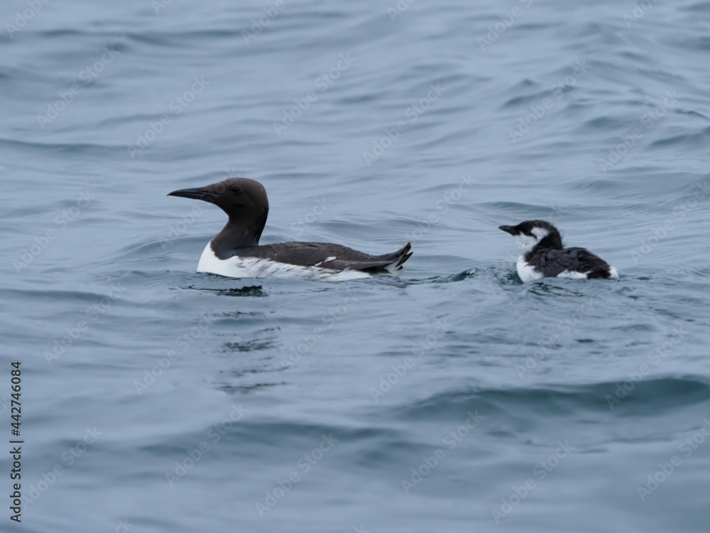 Fototapeta premium Kittiwake chick