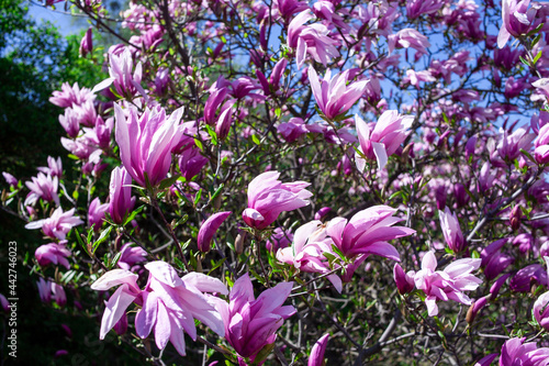 Purple magnolia and flower buds blooming in spring. Magnolia liliflora. Pink flowers on tree branch. Bloossom background.