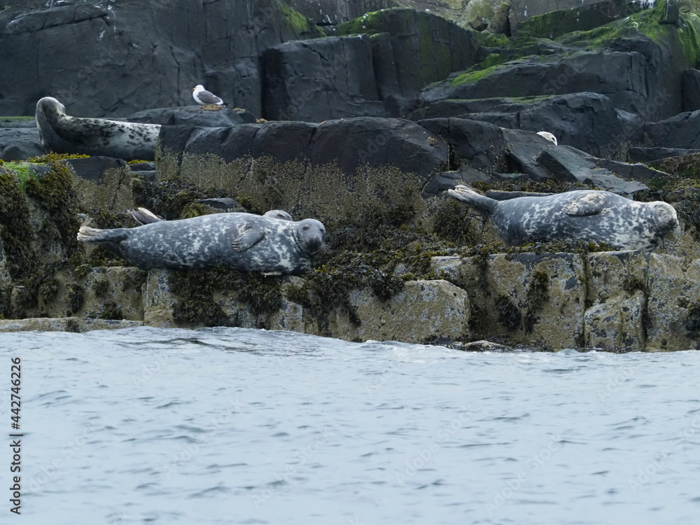Grey seals in the Farne Islands Grey seals in the Farne Islands