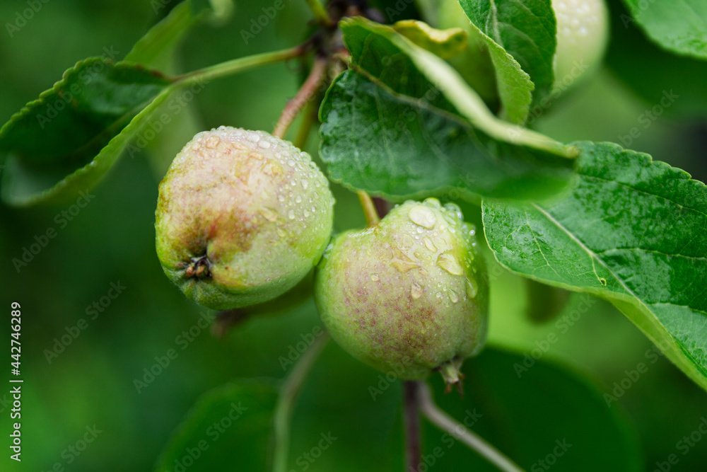 Young apples with raindrops on the tree. New harvest. Close-up. Young apples with raindrops on the tree. New harvest. Close-up.
