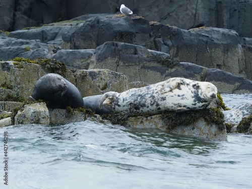 Grey seals in the Farne Islands