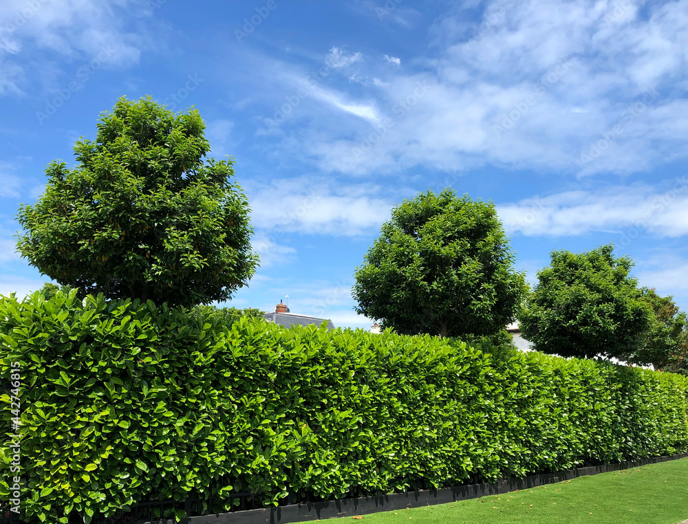 Grown trees and hedge in perspective with blue sky background