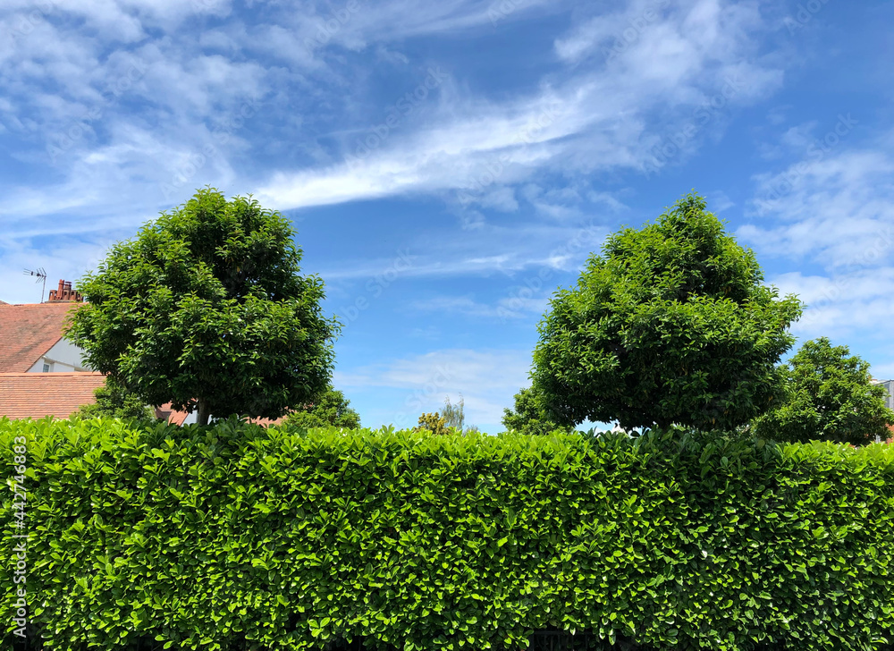 Fototapeta premium Grown trees and hedge with blue sky background