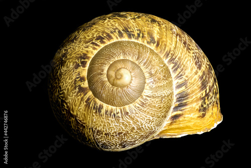 Ligurian snail shell (Cornu aspersum), Liguria, Italy photo