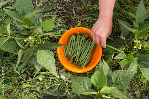 Harvesting organic green bea. Picking green long beans. Organic gardening. Mulching is efective. photo