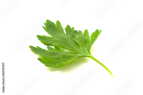 Parsley leaf isolated on white background. Fresh herbs to add to food for a rich flavor.