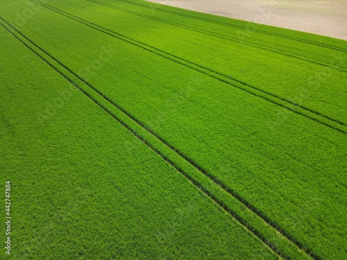 Tractor stripes in the green agriculture field © Mentor