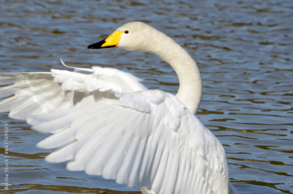 Obraz premium 白鳥