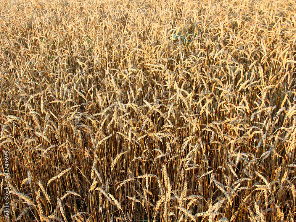 Ripe golden ears of wheat, close-up, background Ripe golden ears of wheat, close-up, background